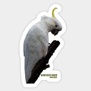 Sulphur-crested Cockatoo_01C Sticker